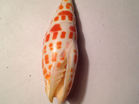 Смотреть фото Митры Фото Митры