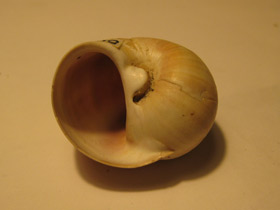 Смотреть фото Натициды Фото Натициды