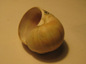 Смотреть фото Натициды Фото Натициды