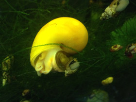 Фото Обыкновенная ампуллярия