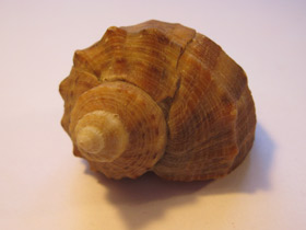 Смотреть фото Рапановые Фото Рапановые