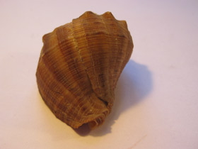 Смотреть фото Рапановые Фото Рапановые