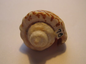 Смотреть фото Стромбус лухуанус Фото Стромбус лухуанус