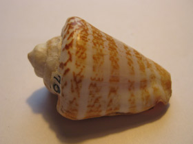 Смотреть фото Стромбус лухуанус Фото Стромбус лухуанус