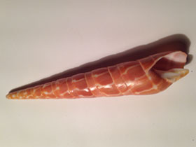 Смотреть фото Оранжевая теребра Фото Оранжевая теребра