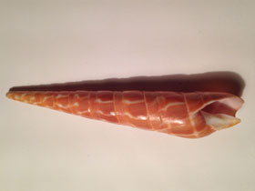 Смотреть фото Оранжевая теребра Фото Оранжевая теребра