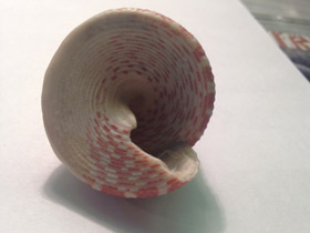 Фото Волчок радиальный