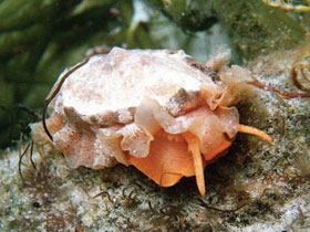 Смотреть фото Гигантская тугалия Фото Гигантская тугалия