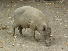 Фото Бабируса