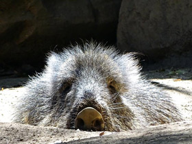 Чакский пекари Чакский пекари