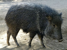 Смотреть фото Чакский пекари Фото Чакский пекари