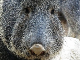 Смотреть фото Чакский пекари Фото Чакский пекари