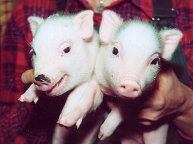 Фото Мини свинья