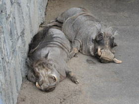 Фото Под угрозой гибели