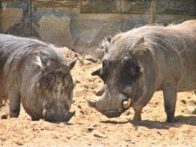 Смотреть фото Африканский бородавочник Фото Африканский бородавочник