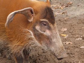 Смотреть фото Кистеухая свинья Фото Кистеухая свинья