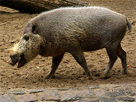 Фото Бородатая свинья