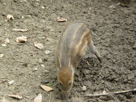 Фото Висайская бородавчатая свинья