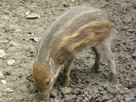 Фото Висайская бородавчатая свинья