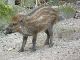 Фото Висайская бородавчатая свинья