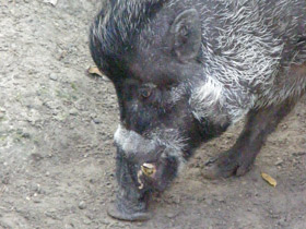 Фото Висайская бородавчатая свинья