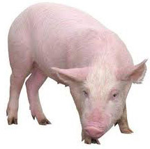 Смотреть фото 10 самых умных животных планеты Фото 10 самых умных животных планеты