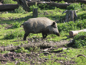 Смотреть фото Кабан Фото Кабан