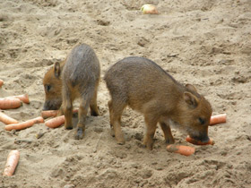 Смотреть фото Белобородый пекари Фото Белобородый пекари