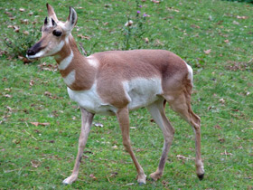 Фото Вилорог