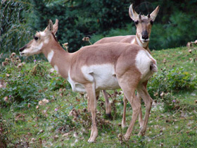 Фото Вилорог