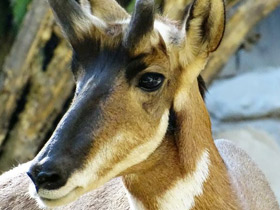 Фото Вилорог