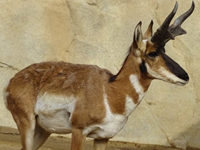 Фото Вилорог