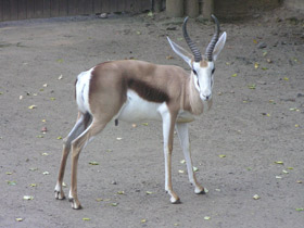 Фото Спрингбок