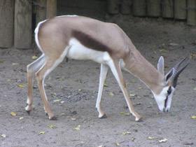 Фото Спрингбок