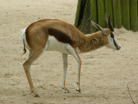 Фото Спрингбок