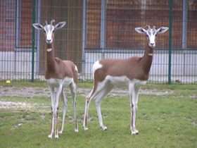 Фото Мхоррская газель