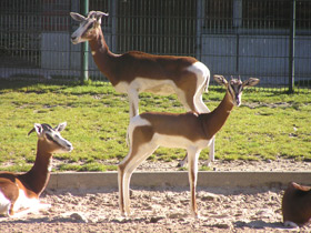 Фото Мхоррская газель