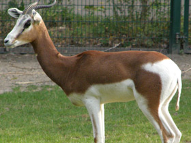 Фото Мхоррская газель