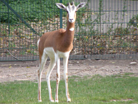 Фото Мхоррская газель
