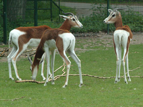 Фото Мхоррская газель