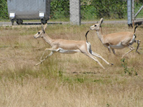 Фото Газель Гранта