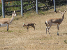 Фото Газель Гранта