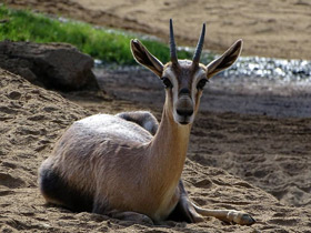 Фото Газель Спика