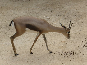 Фото Газель Спика