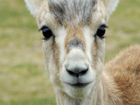 Фото Джейран