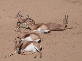 Фото Газель-доркас