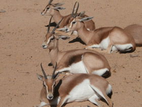 Фото Газель-доркас