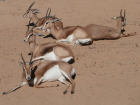 Фото Газель-доркас