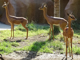 Фото Геренук