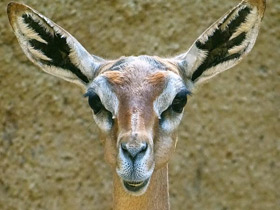 Фото Геренук